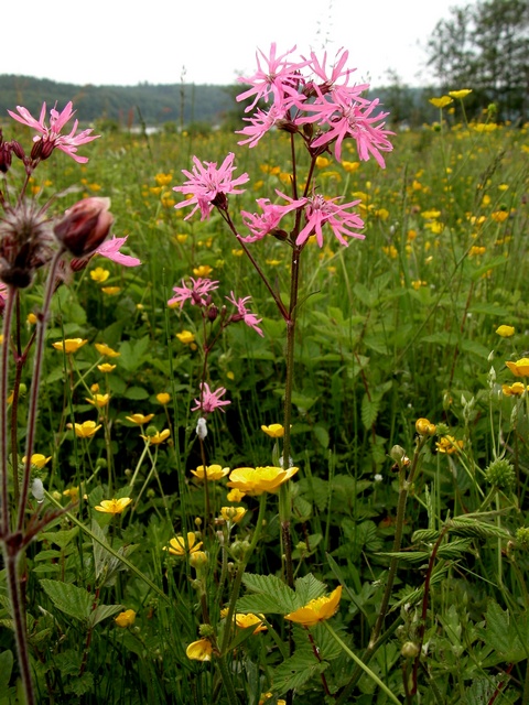 Ragged Robin